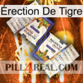 Érection De Tigre 12